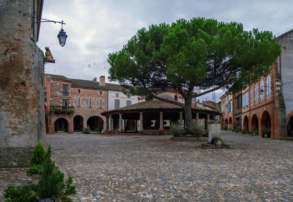 a tree in a courtyard