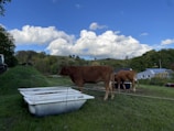 Two brown cows stand near white troughs on a grassy hillside. In the background, there are rolling green hills, a few trees, and a building with a solar-paneled roof under a blue sky filled with fluffy white clouds. A tractor is partially visible on the left side, and a wire fence separates the cows from the field.