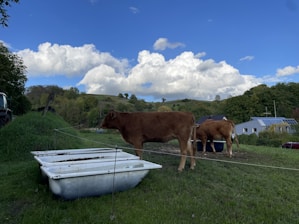 Two brown cows stand near white troughs on a grassy hillside. In the background, there are rolling green hills, a few trees, and a building with a solar-paneled roof under a blue sky filled with fluffy white clouds. A tractor is partially visible on the left side, and a wire fence separates the cows from the field.