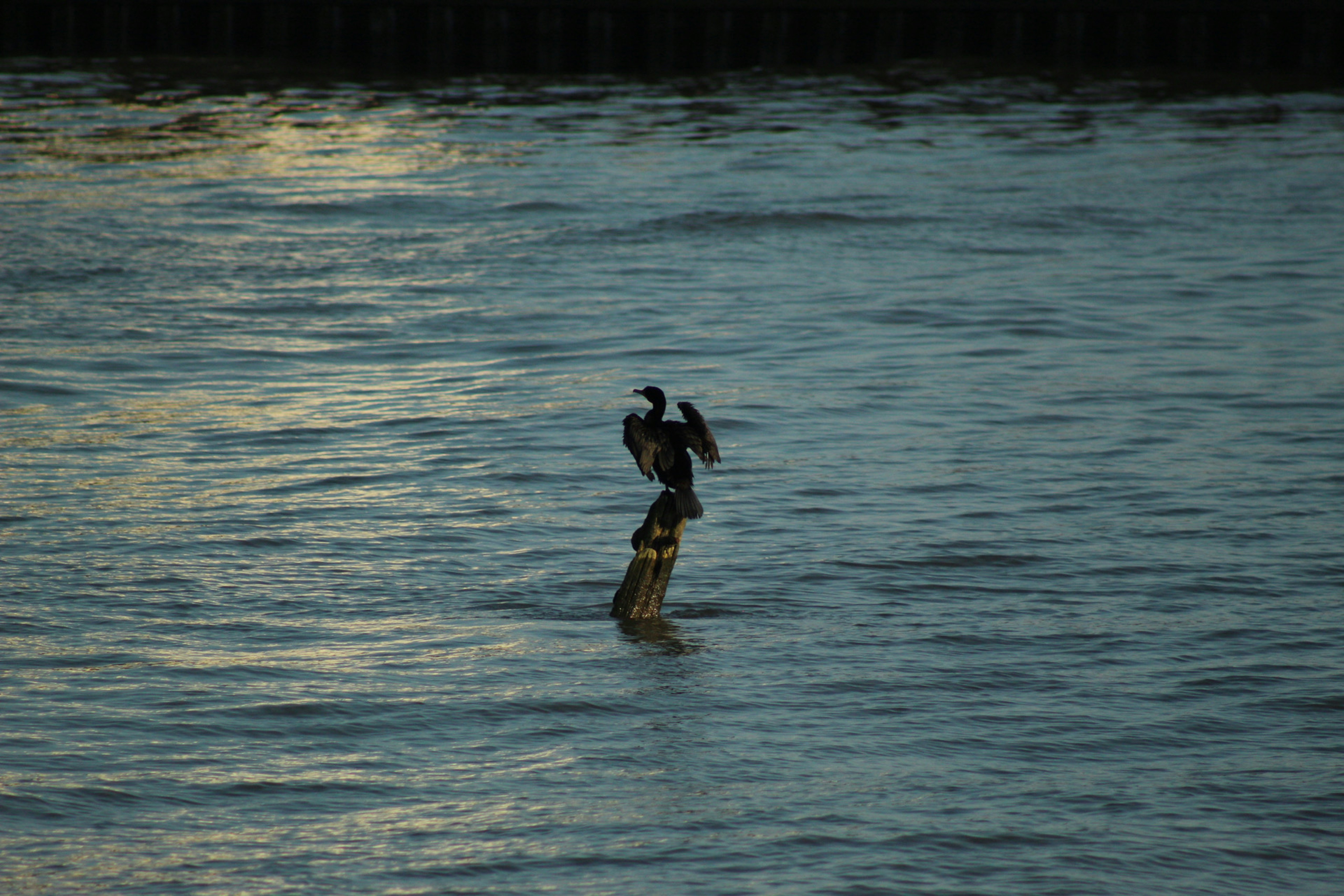 Photo by project_link