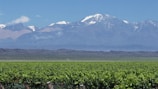 a field of green plants with mountains in the background
