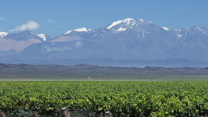 Best Tea Lounges in Mendoza for a Proper Sit-Down Cup
