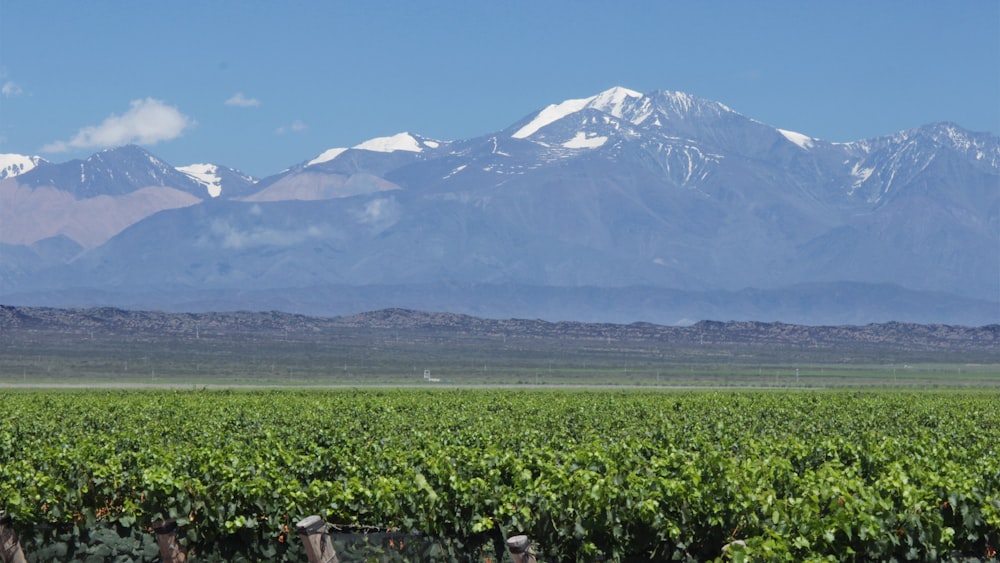 a field of green plants with mountains in the background