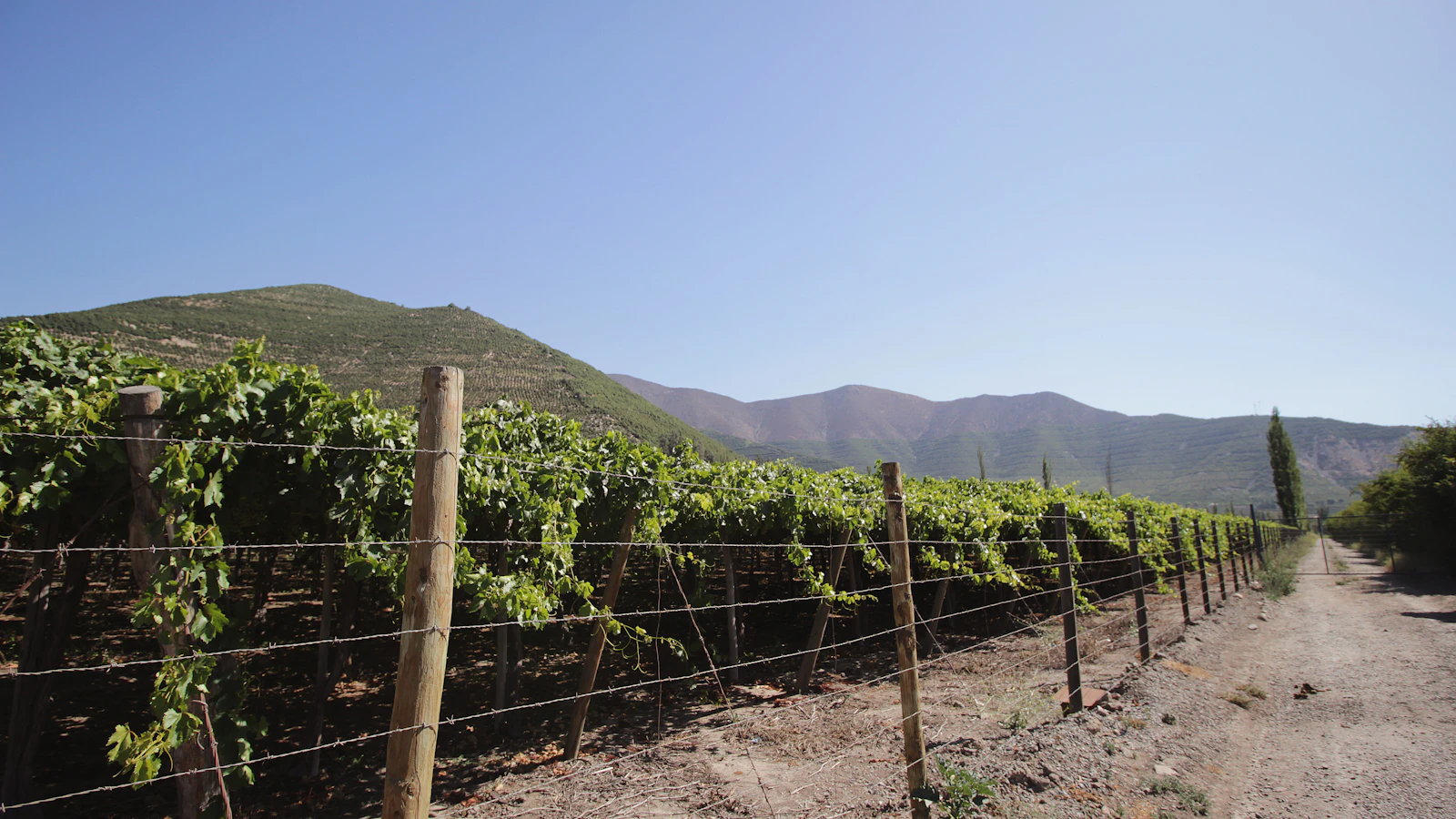 Viñedo en el valle de Aconcagua con la cordillera de los Andes al fondo, Chile