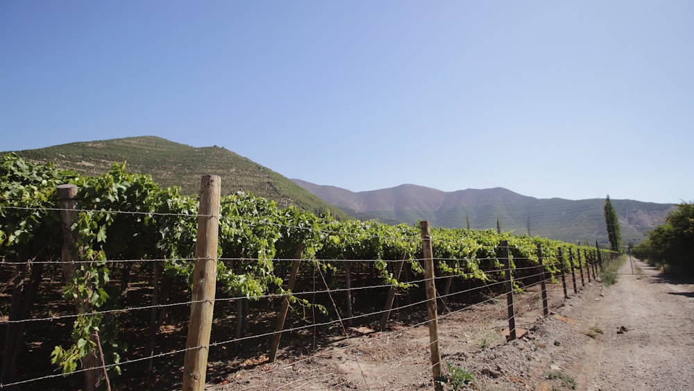 a vineyard with a fence