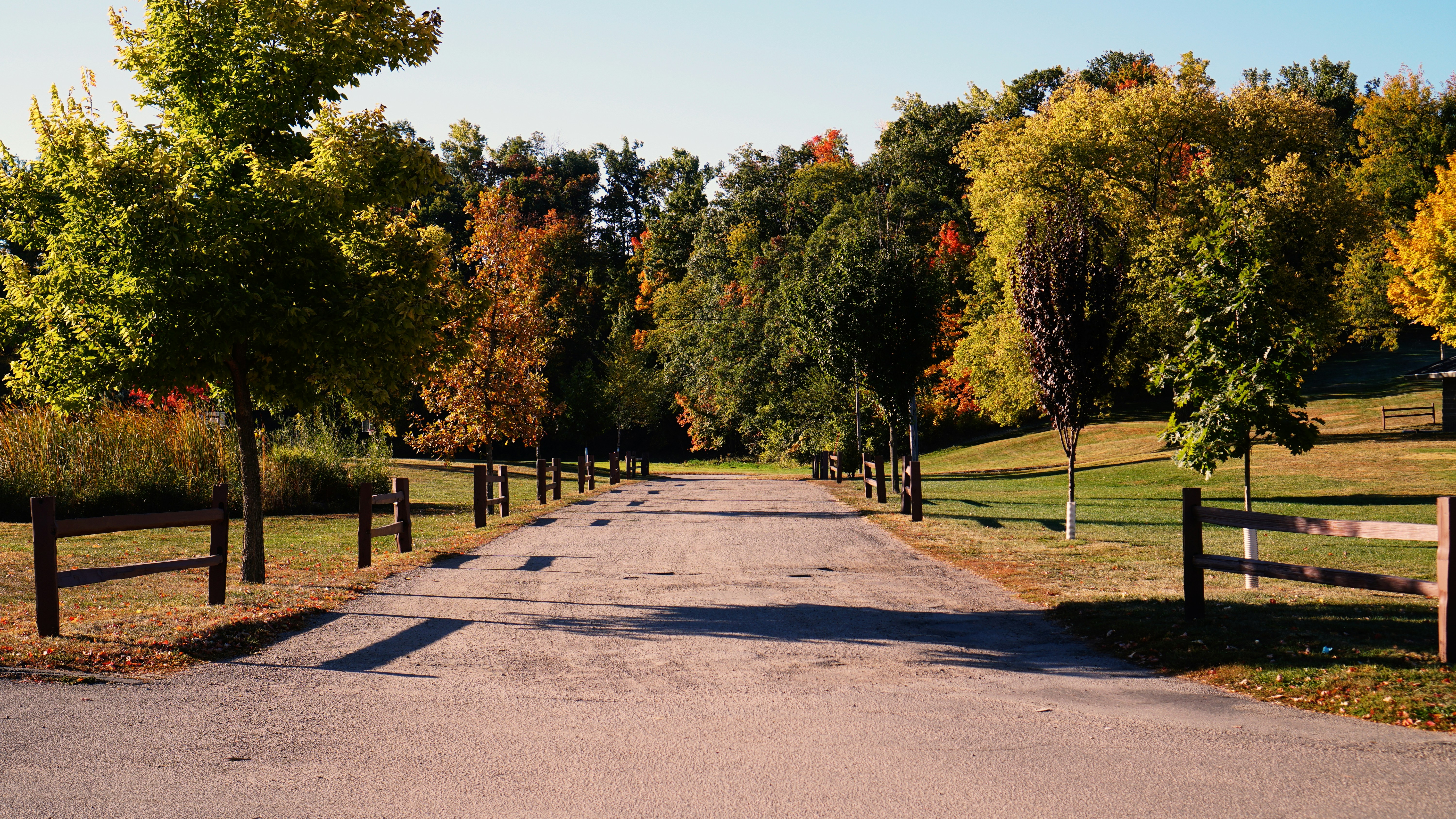 a road with trees on the side