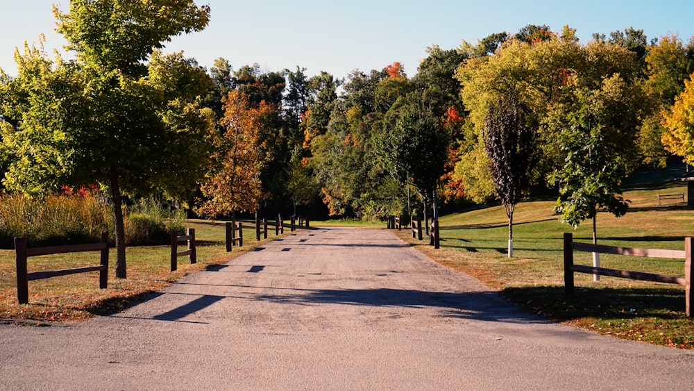 a road with trees on the side