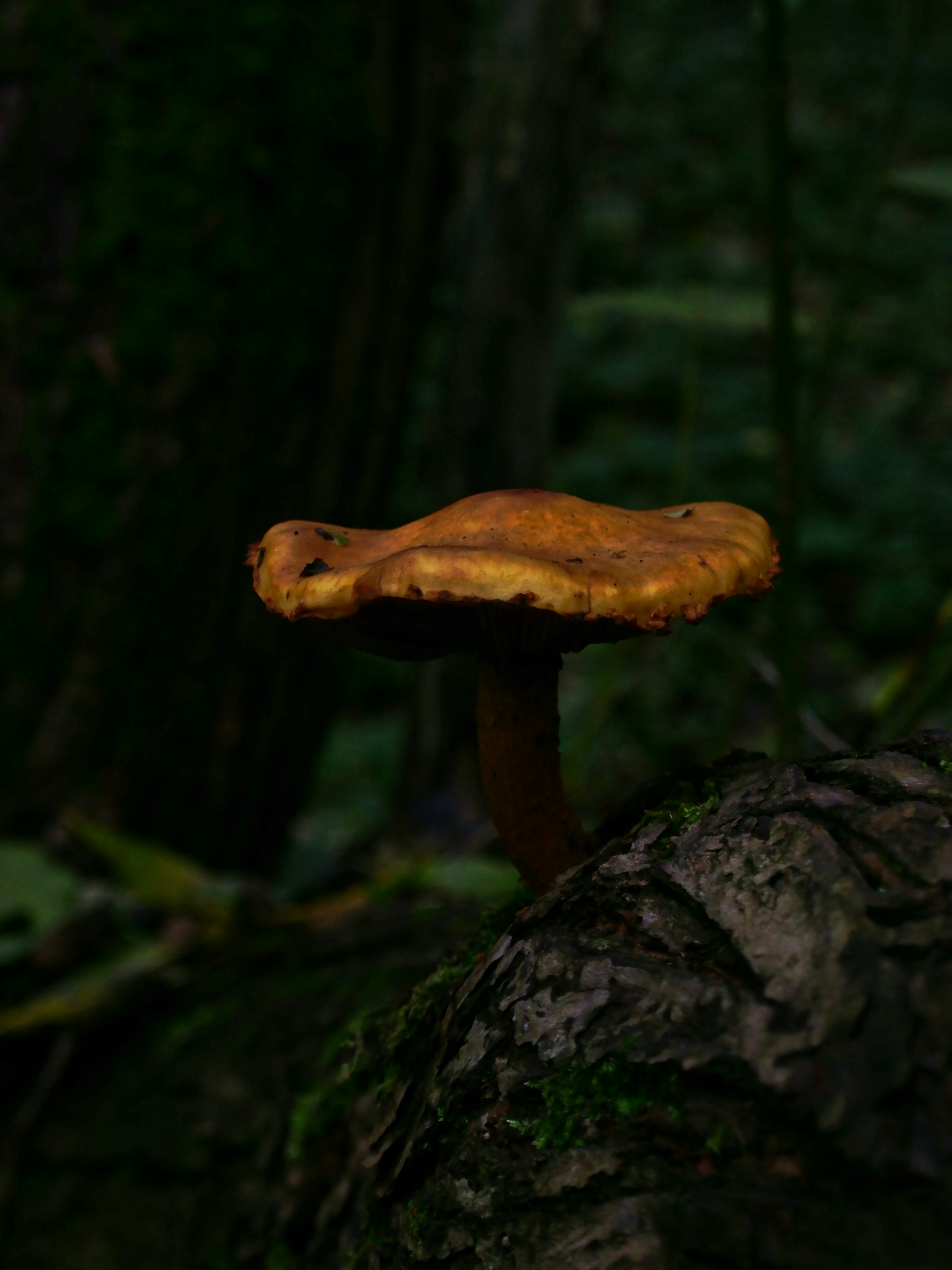 Photo by vinahradau