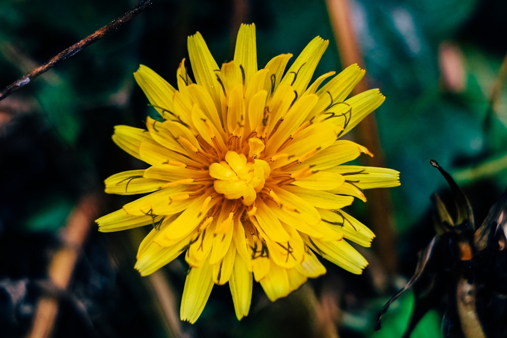 una flor amarilla en una planta