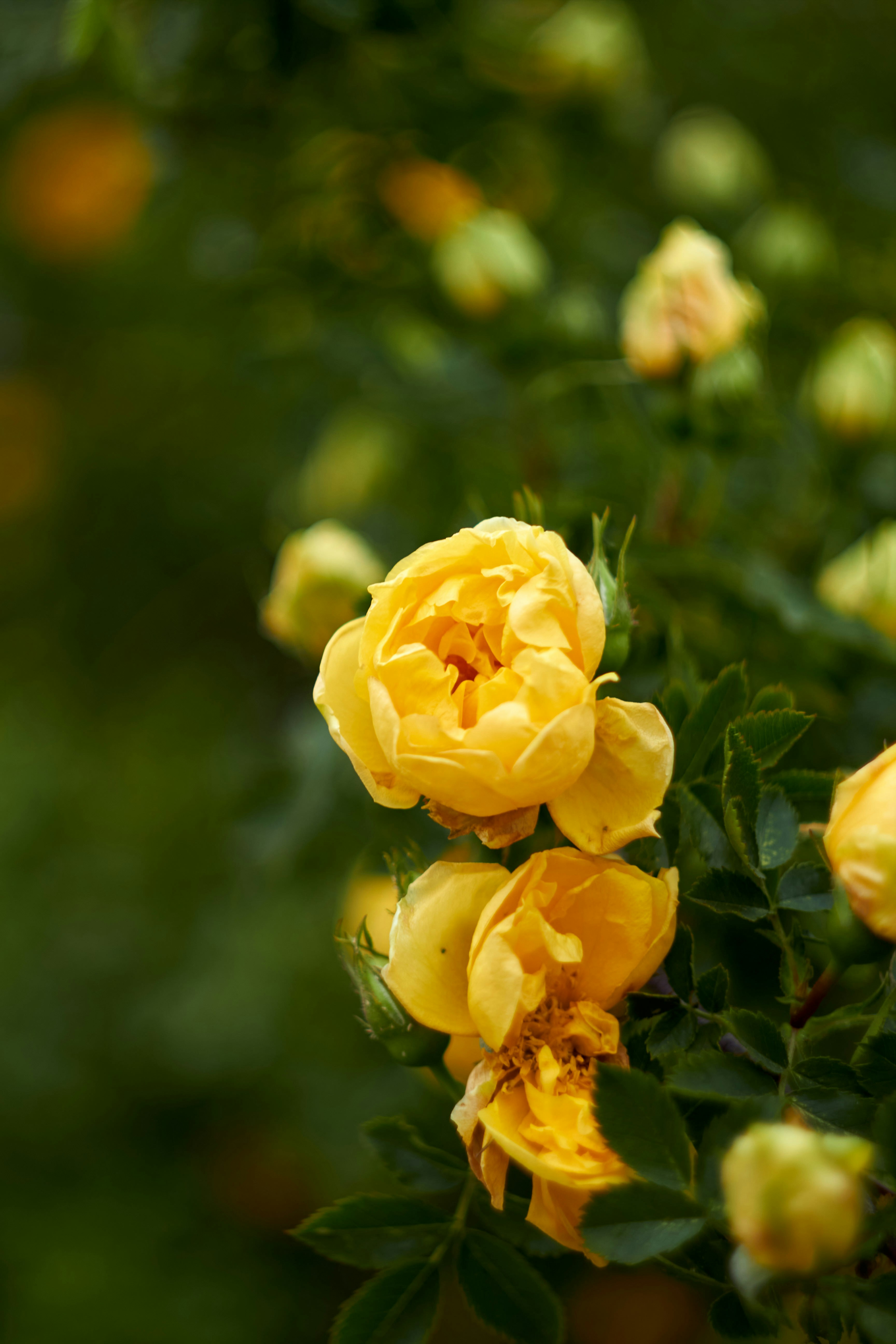 Photo by yana_eternal