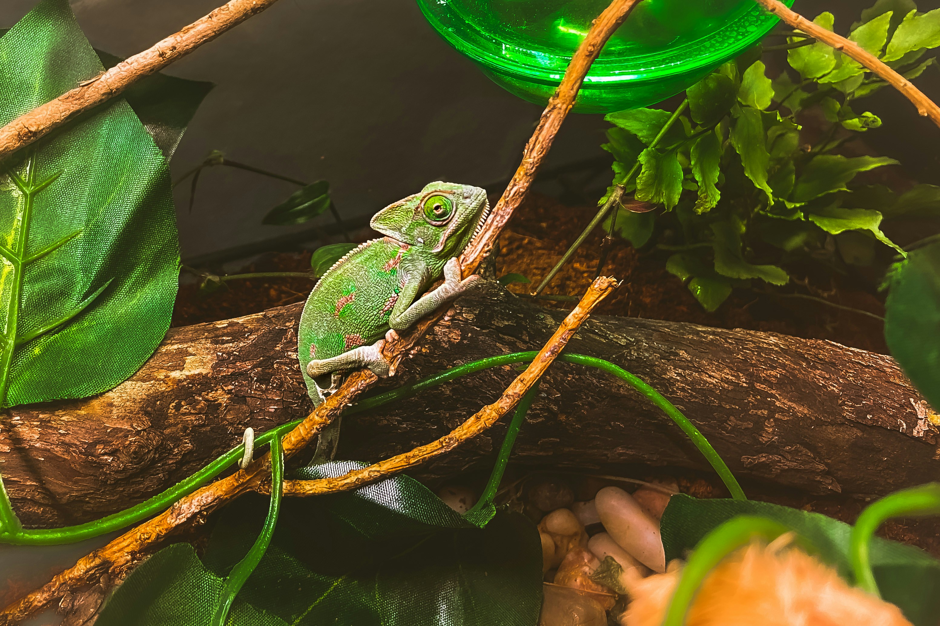 Photo by philipwhite