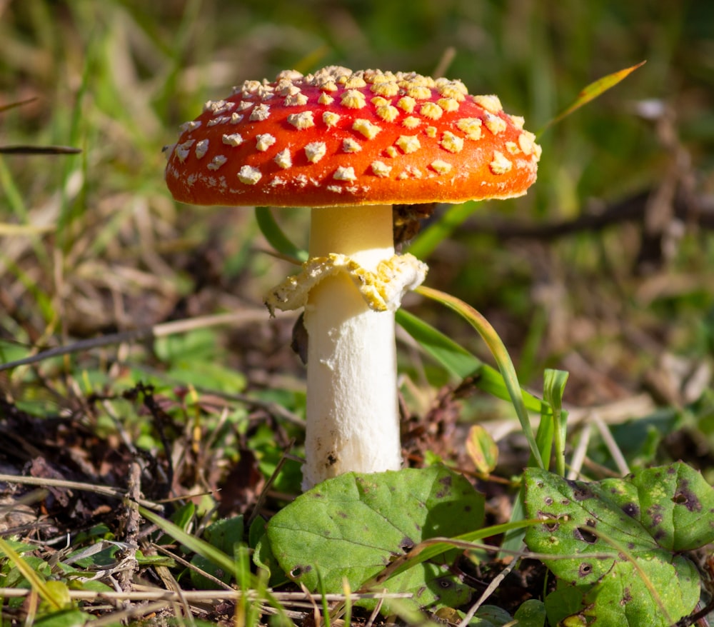 un champignon rouge et blanc
