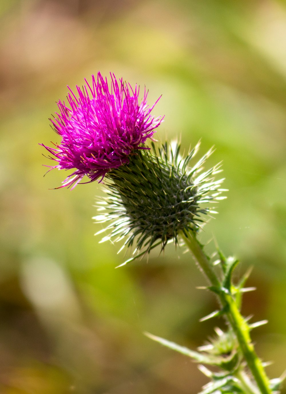 a close up of a flower