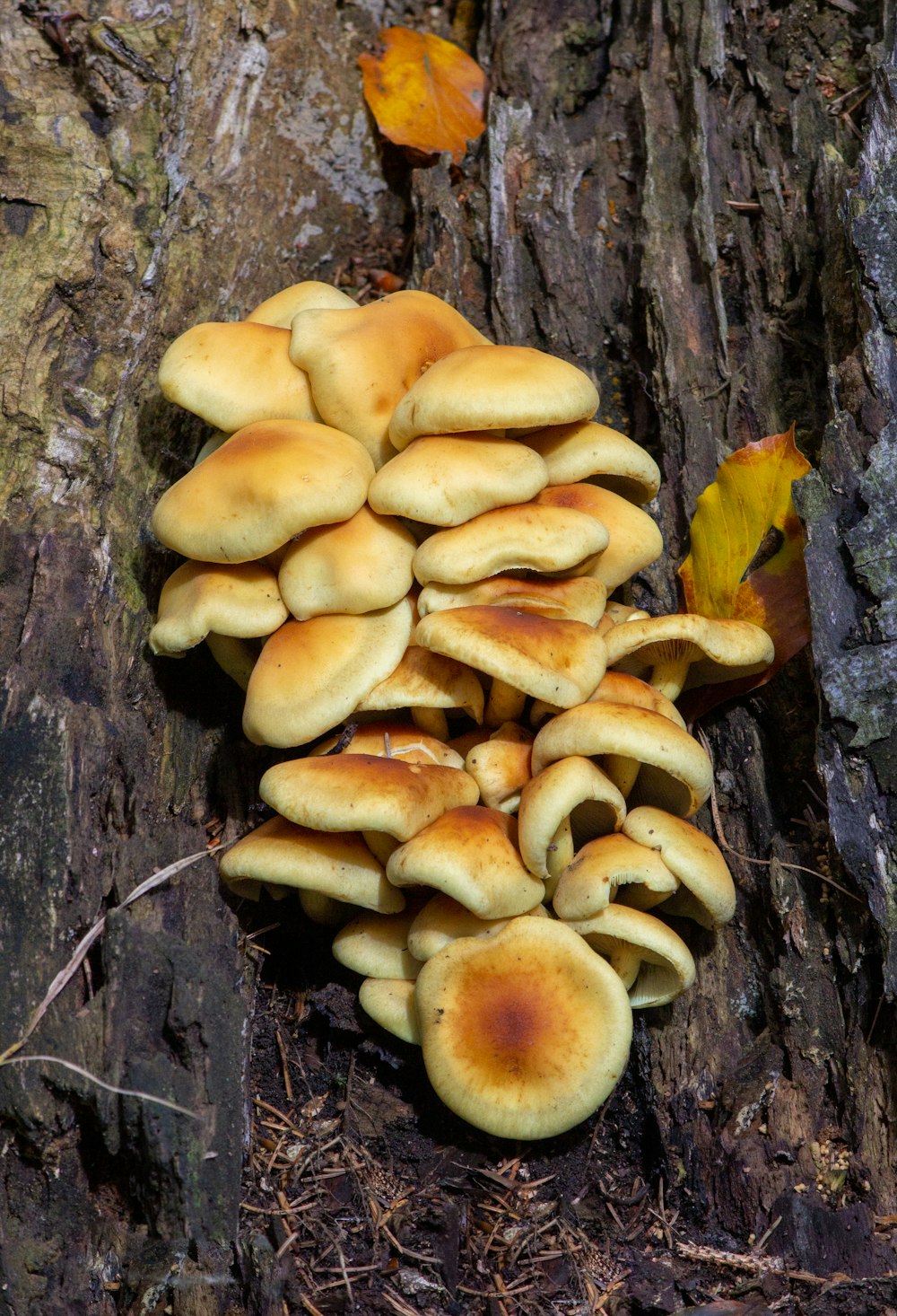 um grupo de cogumelos que crescem em uma árvore