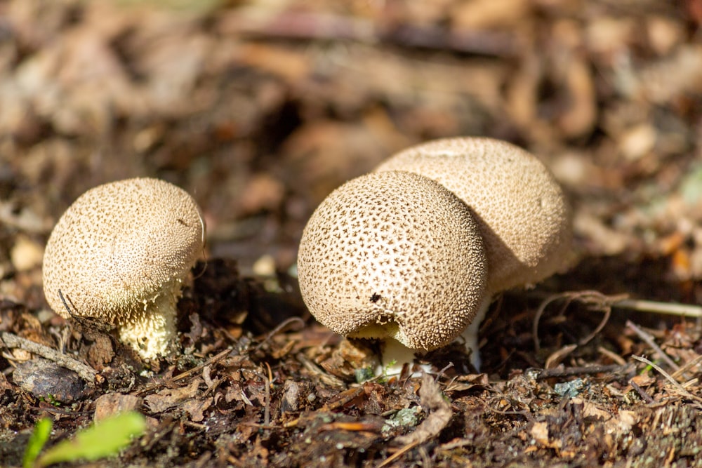 un groupe de champignons