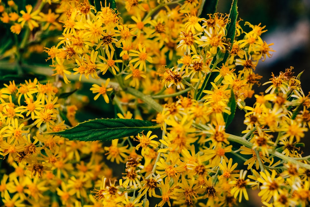 a close up of a plant