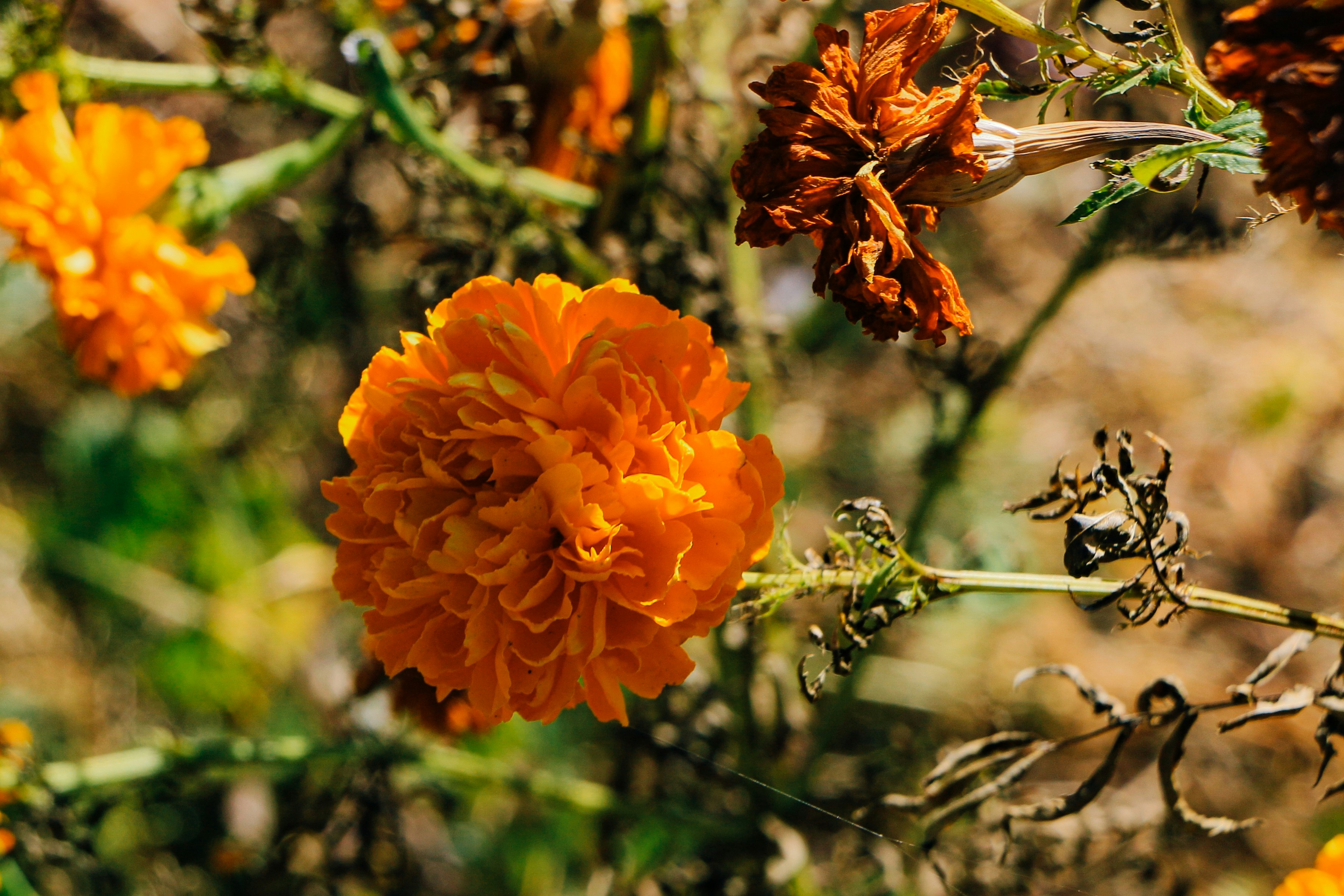 Photo by neha1301039