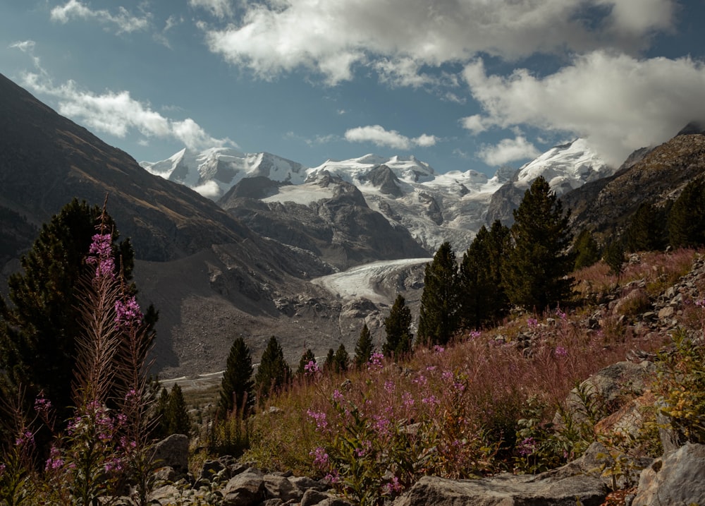a mountain range with purple flowers
