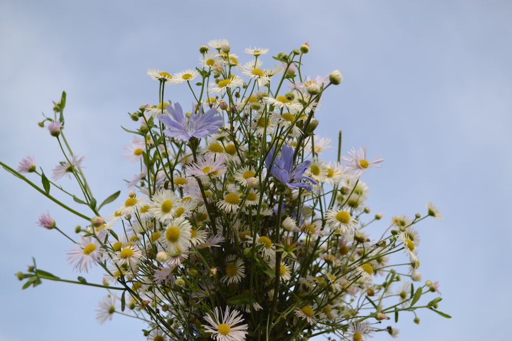 a close up of flowers