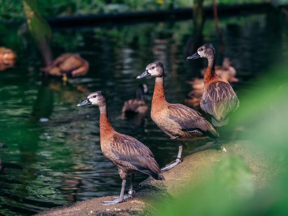 a group of ducks standing on a log in a pond