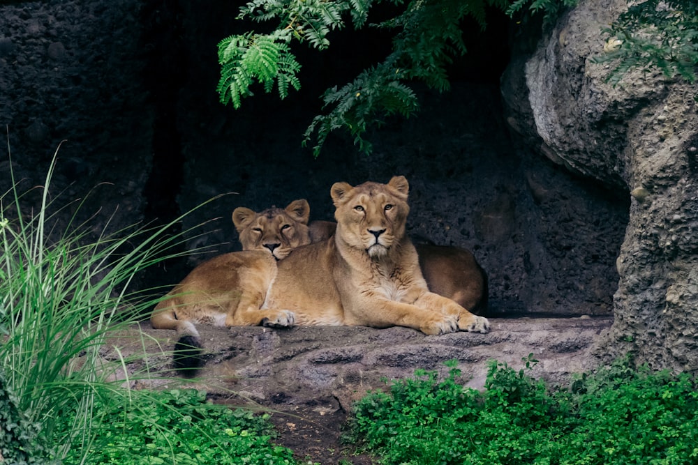 a group of lions lying on a rock