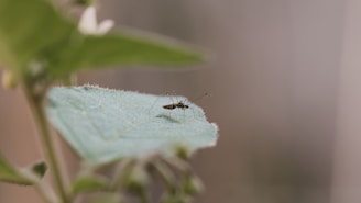 a bug on a leaf