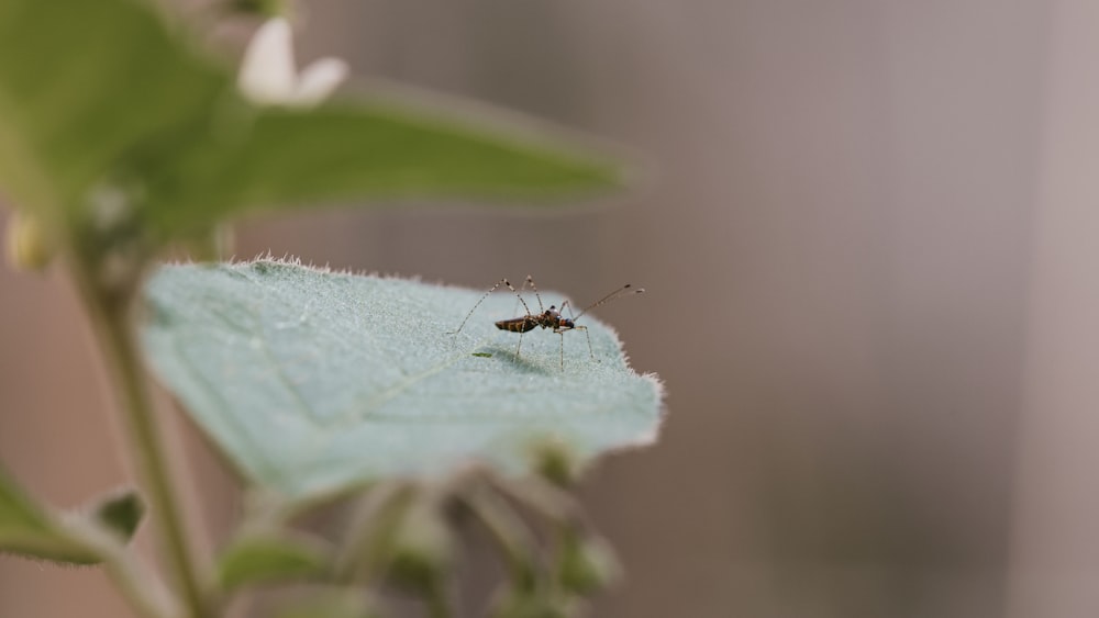 a bug on a leaf