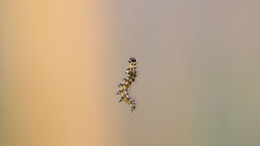Une araignée sur une toile