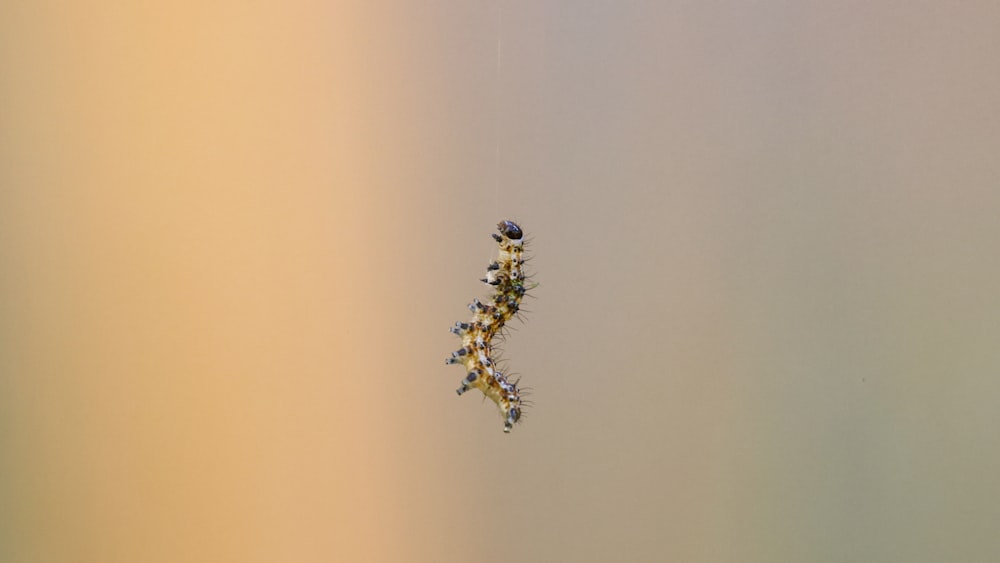 a spider on a web