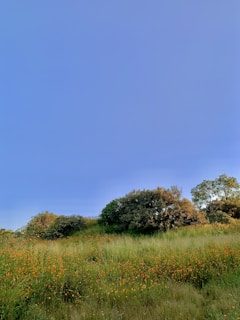 A serene landscape featuring a field of golden wattle flowers under a clear blue sky.