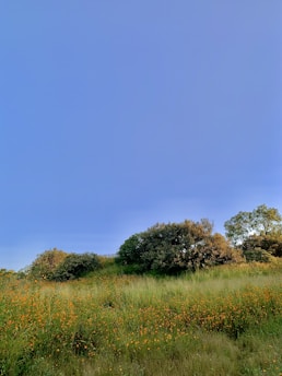 A serene landscape featuring a field of golden wattle flowers under a clear blue sky.
