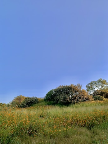 A serene landscape featuring a field of wildflowers under a blue sky.