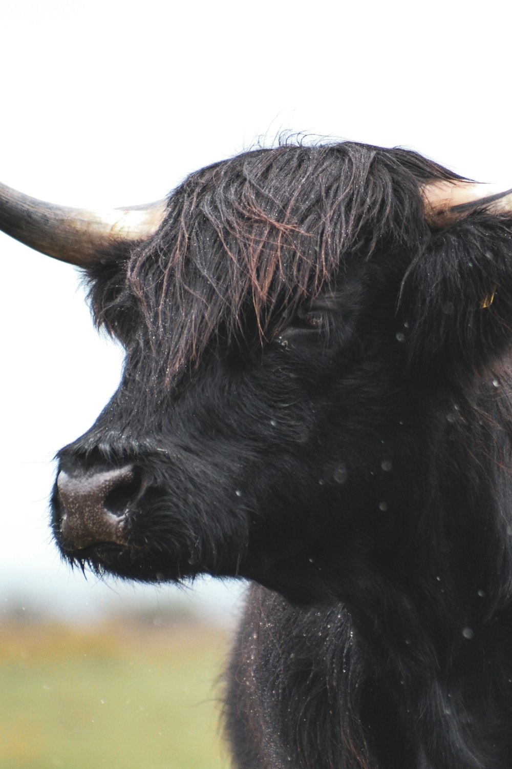 a close up of a cow