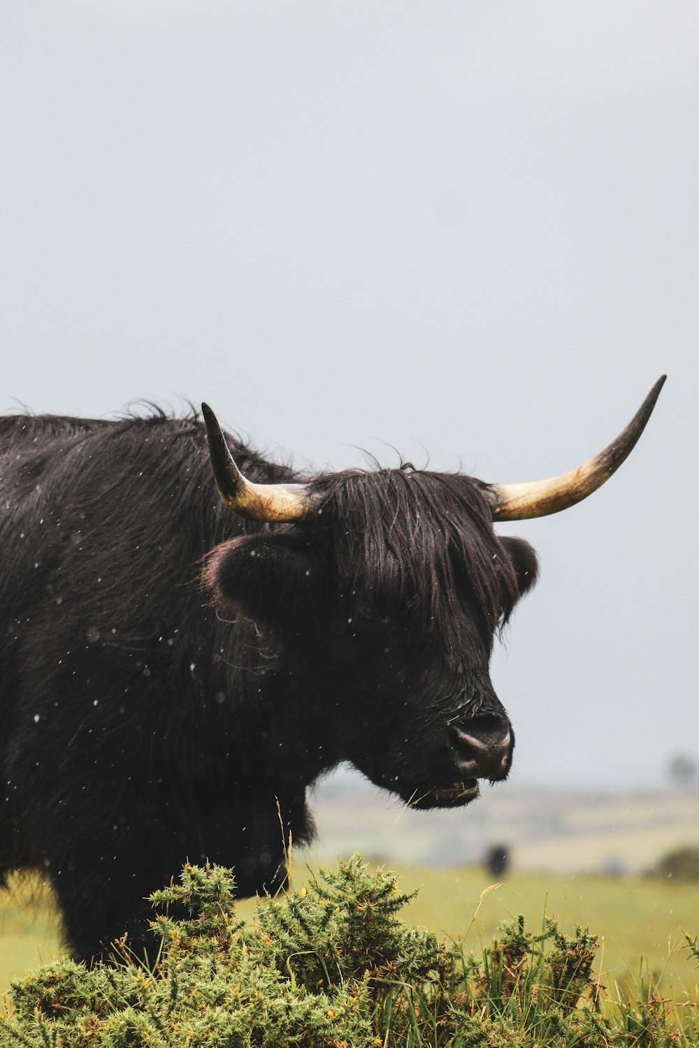 a black cow with horns