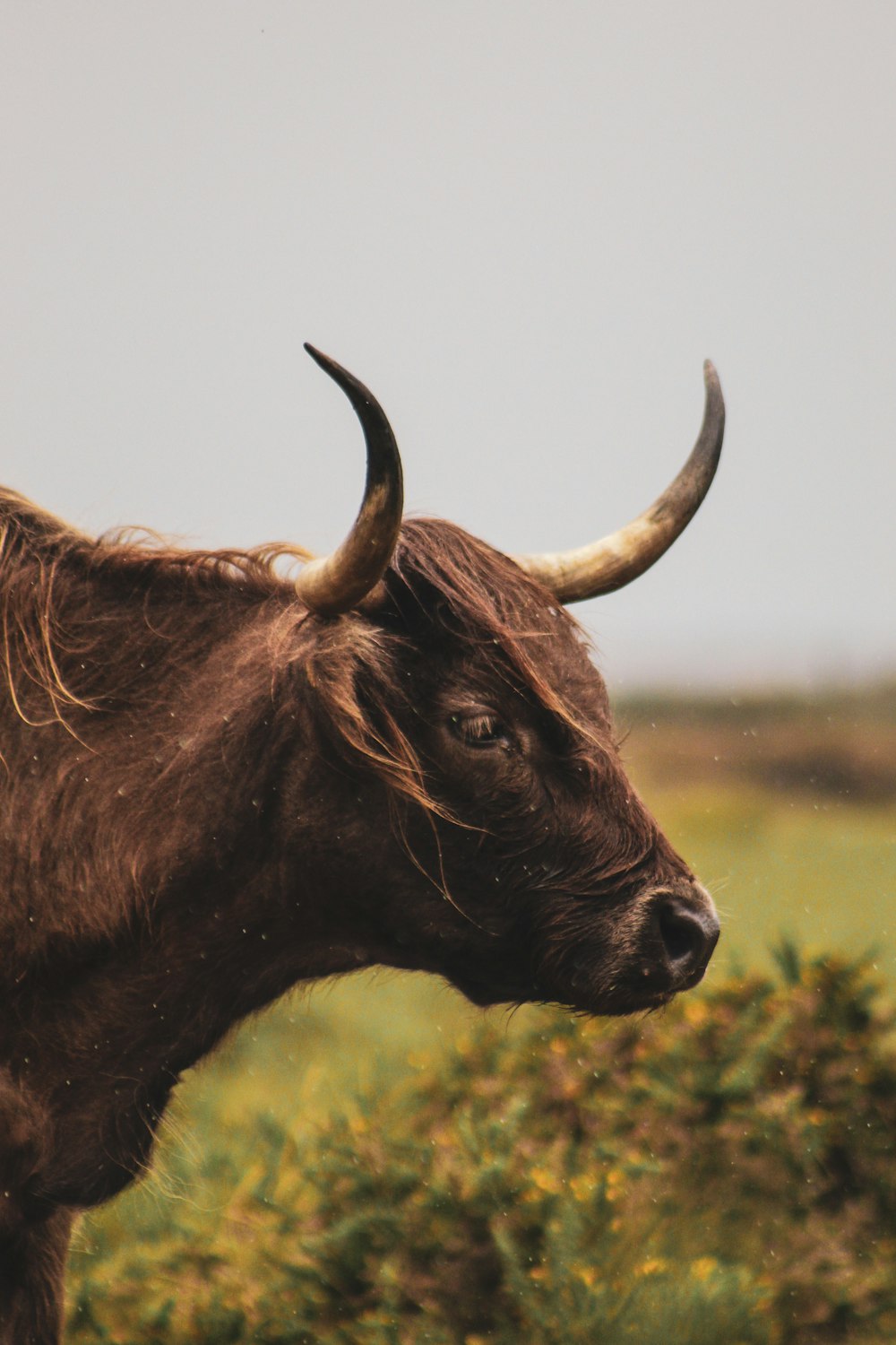 a brown cow with horns