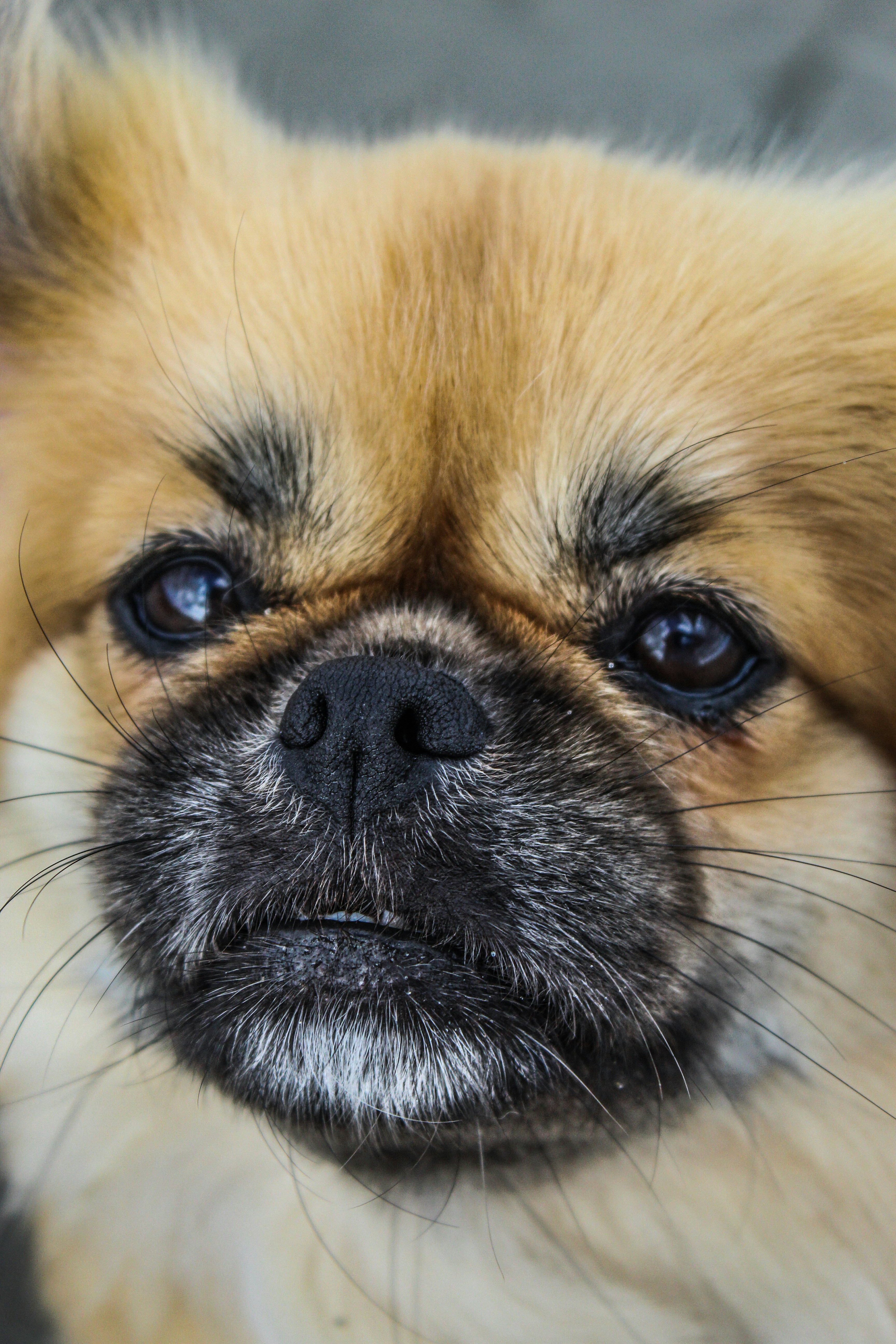 a close up of a dog