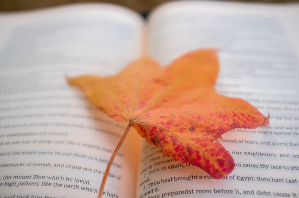 a leaf on a book