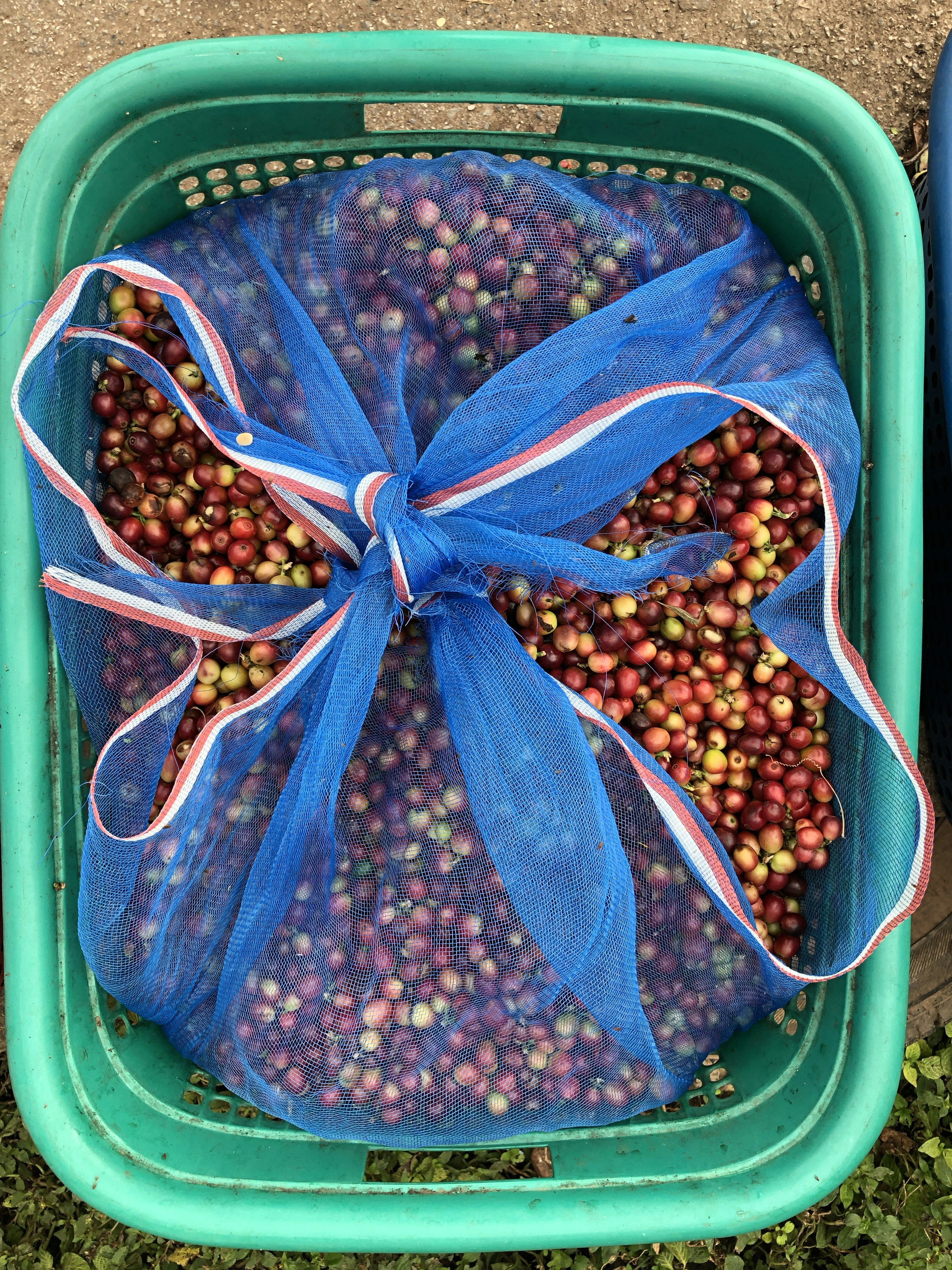 Fresh unprocessed coffee beans in Chiang Rai, Thailand