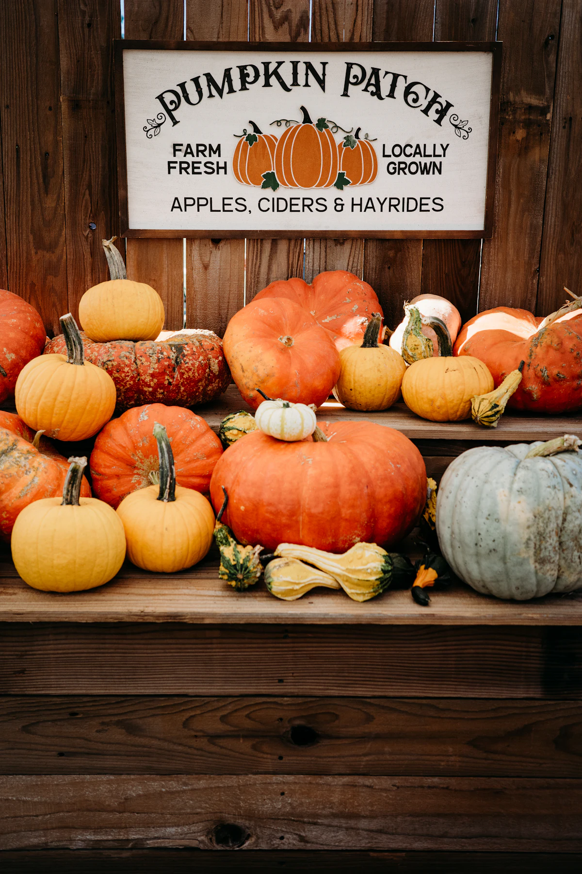 Pumpkins in the grass