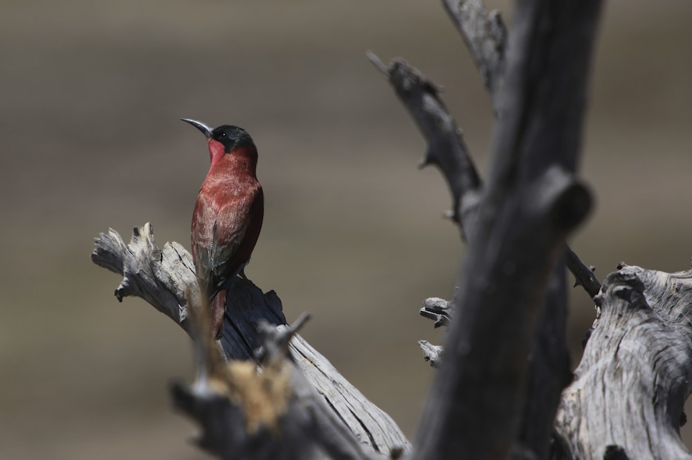 a bird sitting on a branch