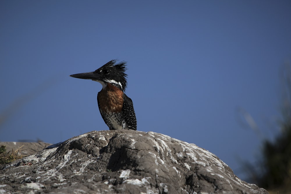 a bird sitting on a rock