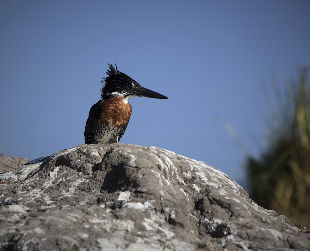 a bird sitting on a rock