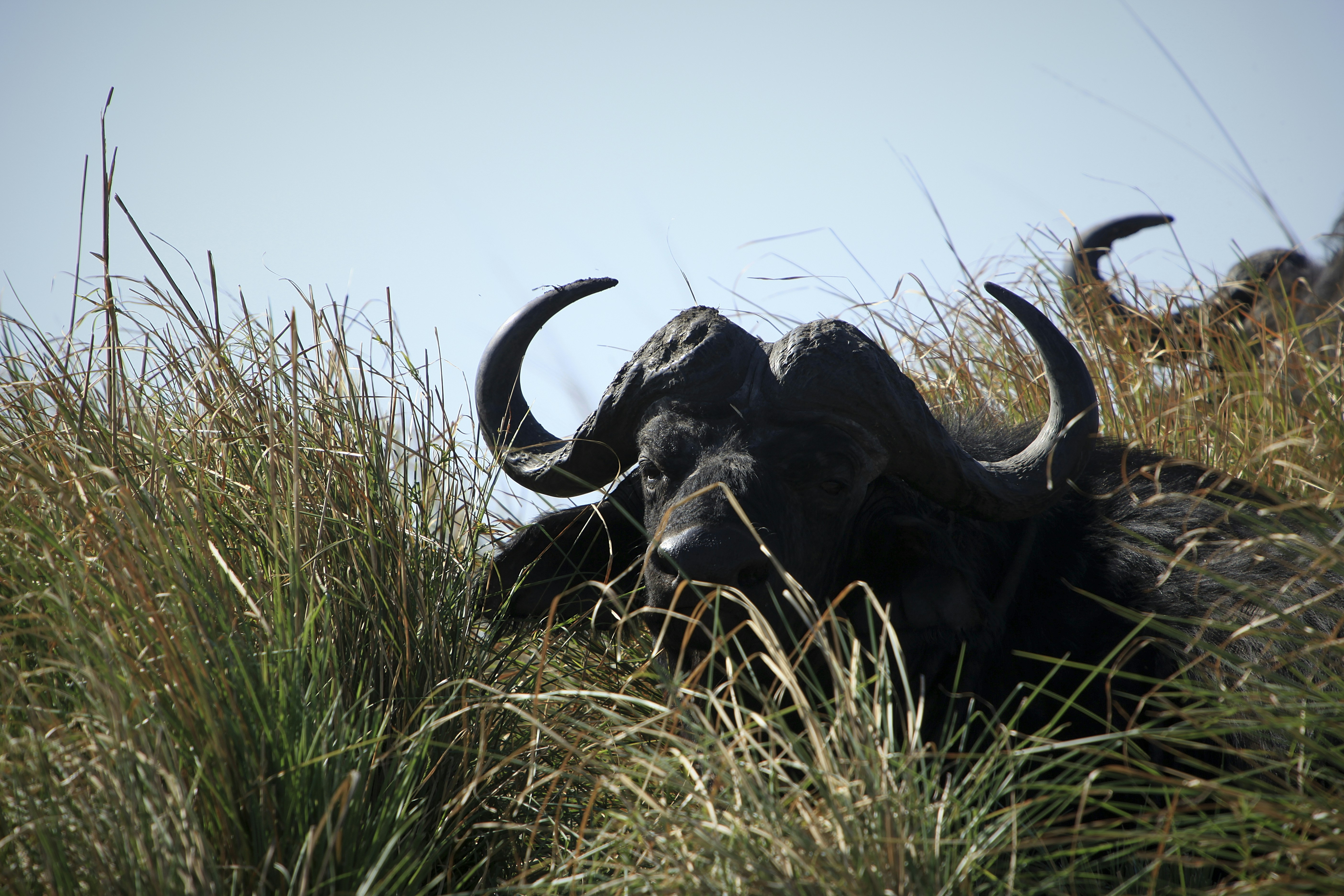 Chobe National Park, Botswana, Water Buffalo