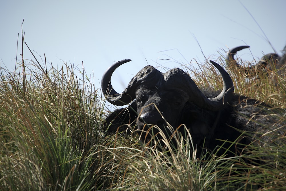 큰 검은 동물이 풀밭에 누워있다.