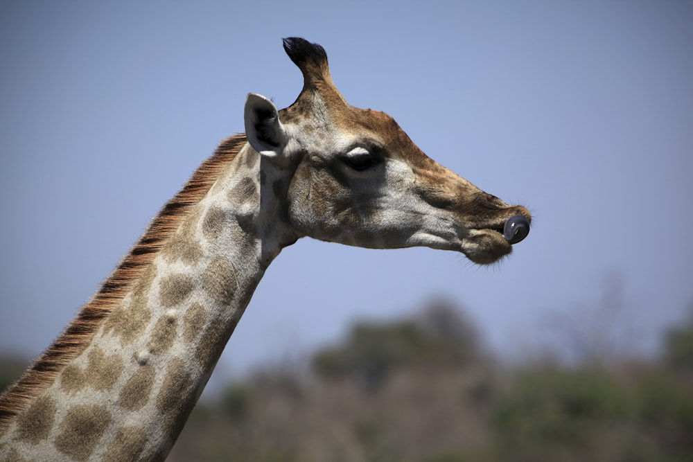 una giraffa con la testa inclinata