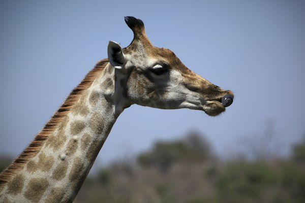 A giraffe in close-up — Chobe, Botswana