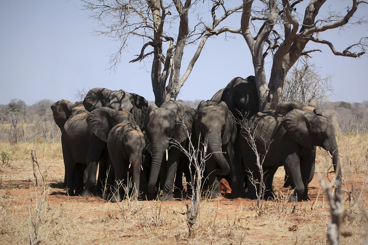 Parc de Chobe