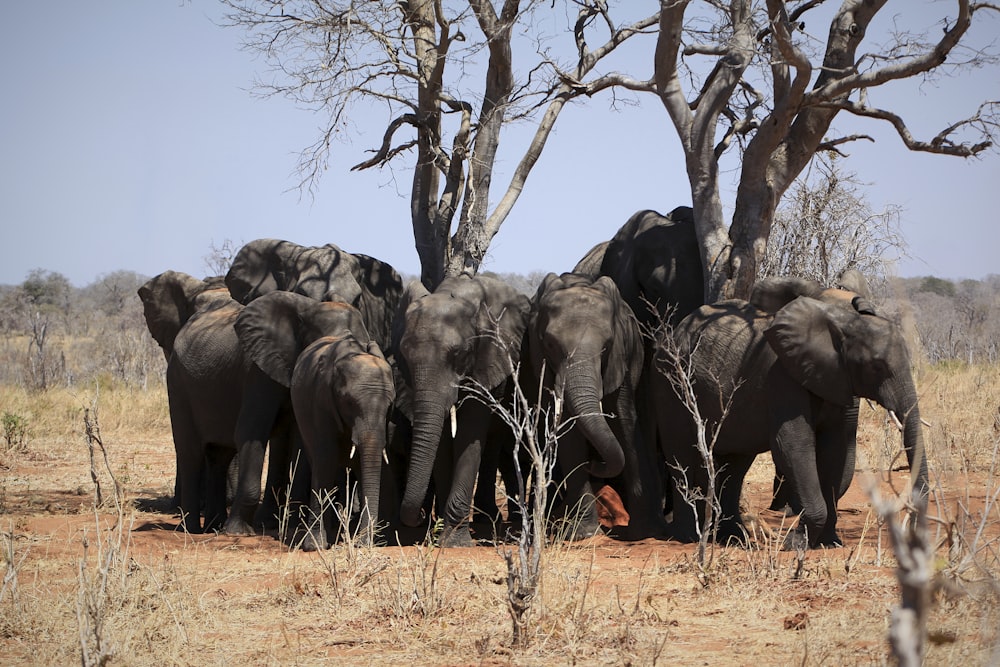 Un troupeau d’éléphants marchant dans la nature