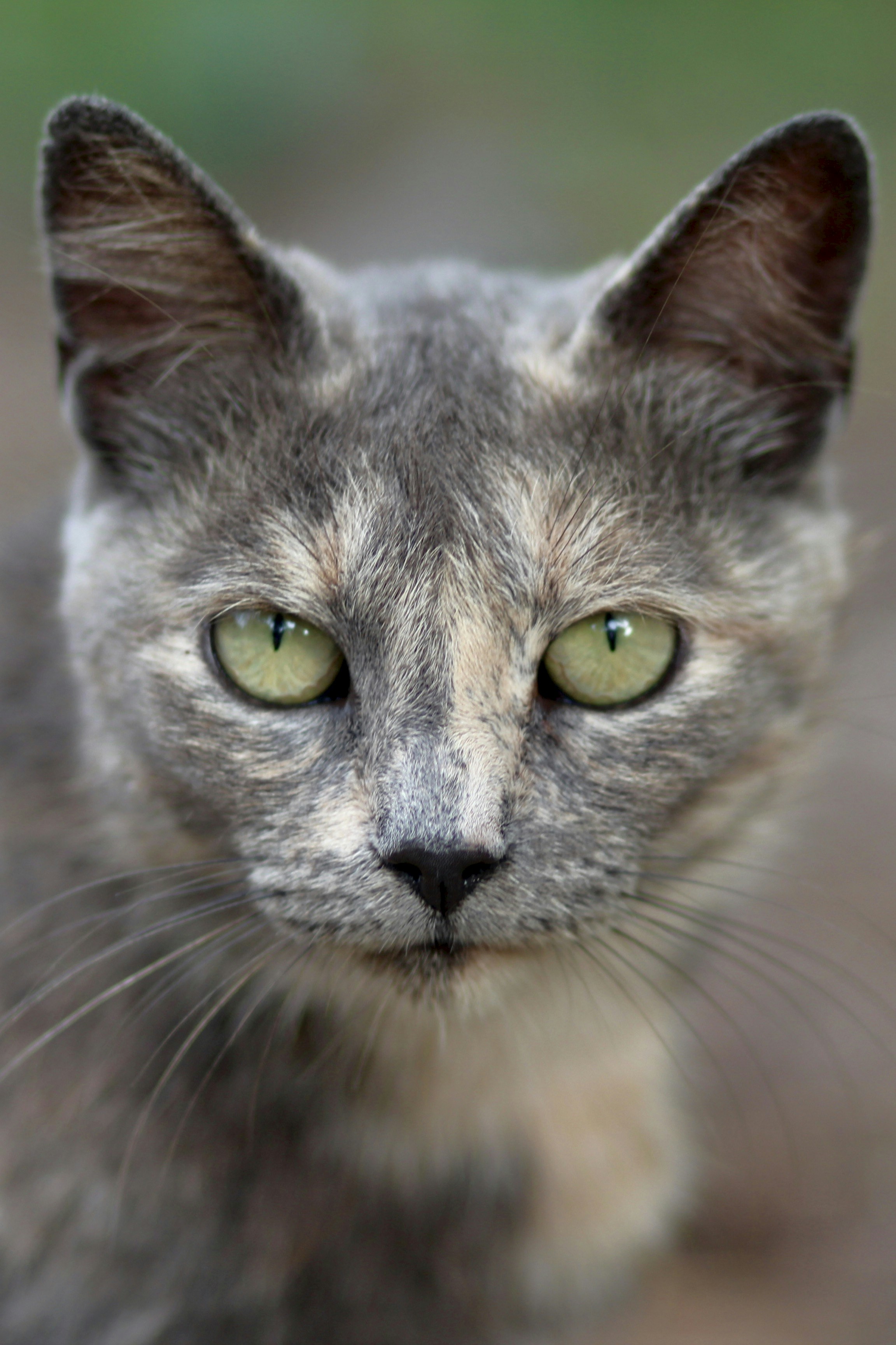 a cat with green eyes