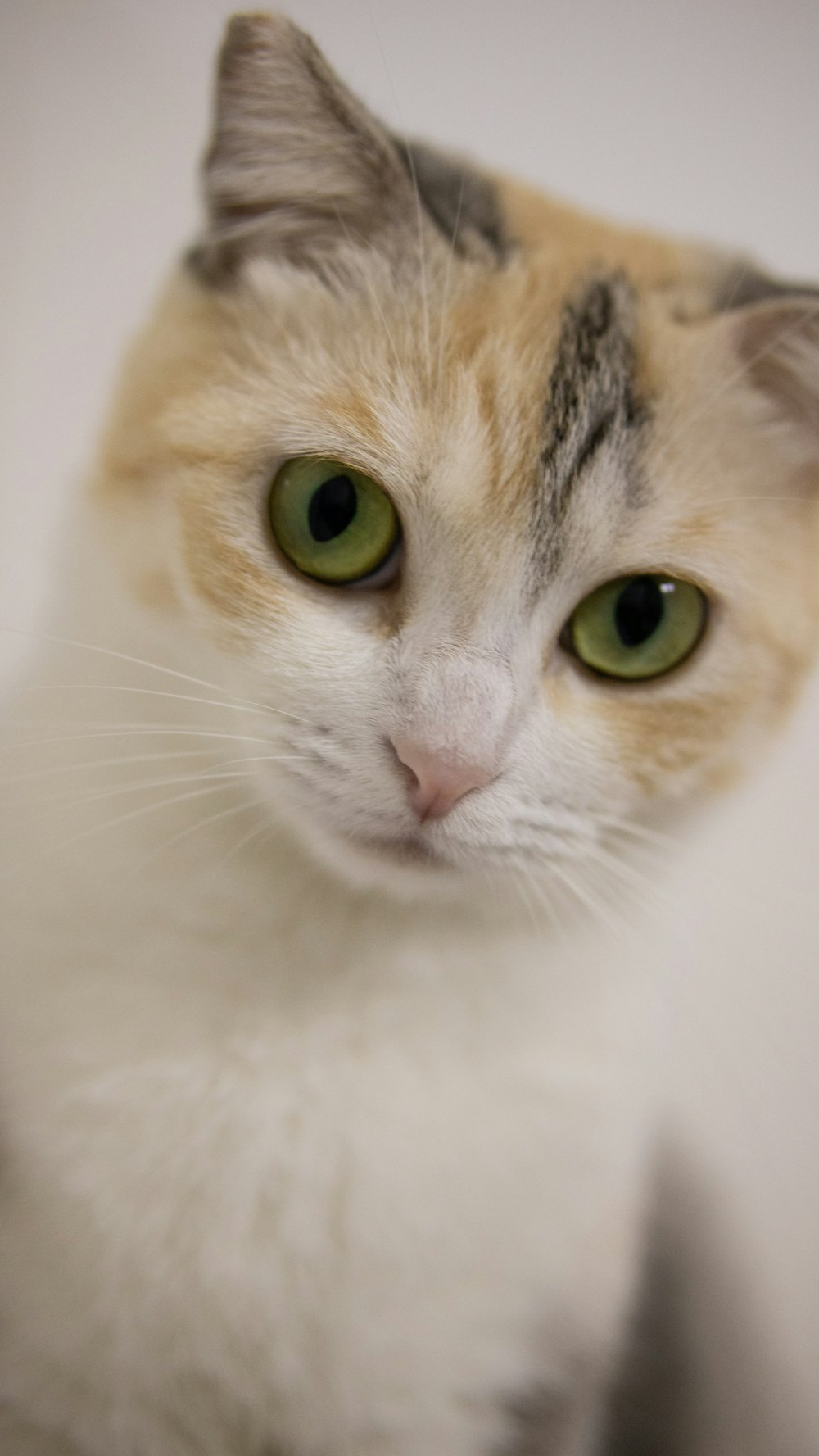 a cat with green eyes